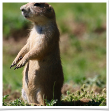 Prairie Dog - Standing Prairie Dog - Standing